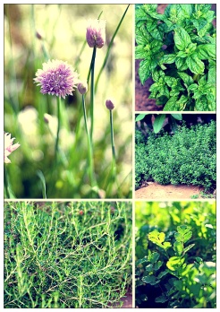 herbs garden